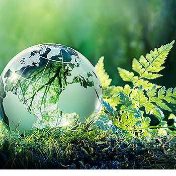 Picture of globe in rainforest